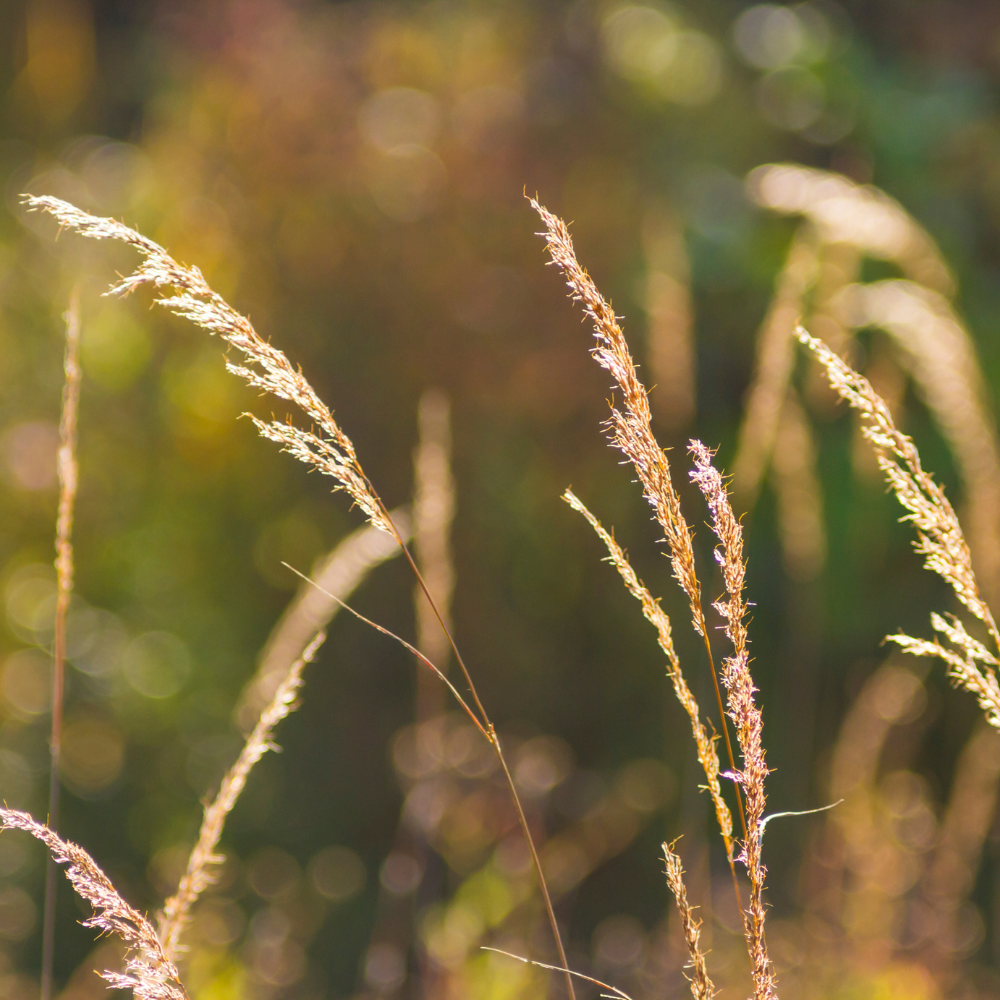 Sunlit ornamental grasses