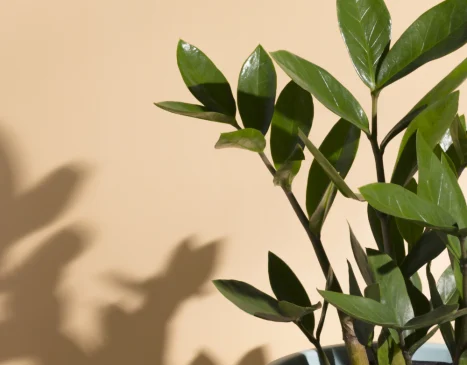Close-up of green leaves